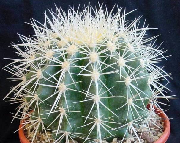 Echinocactus_grusonii_alba